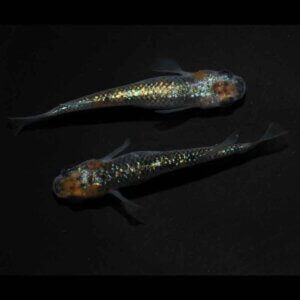 現物販売：メダカ「煌　１ペア」