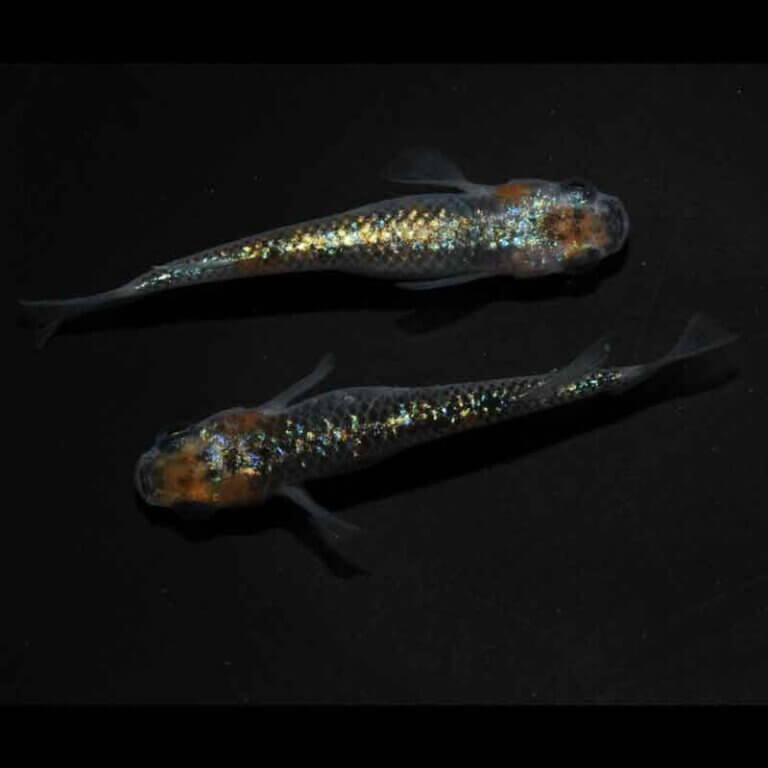 現物販売：メダカ「煌　１ペア」