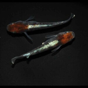 現物販売：メダカ「鏡花菊　１ペア」