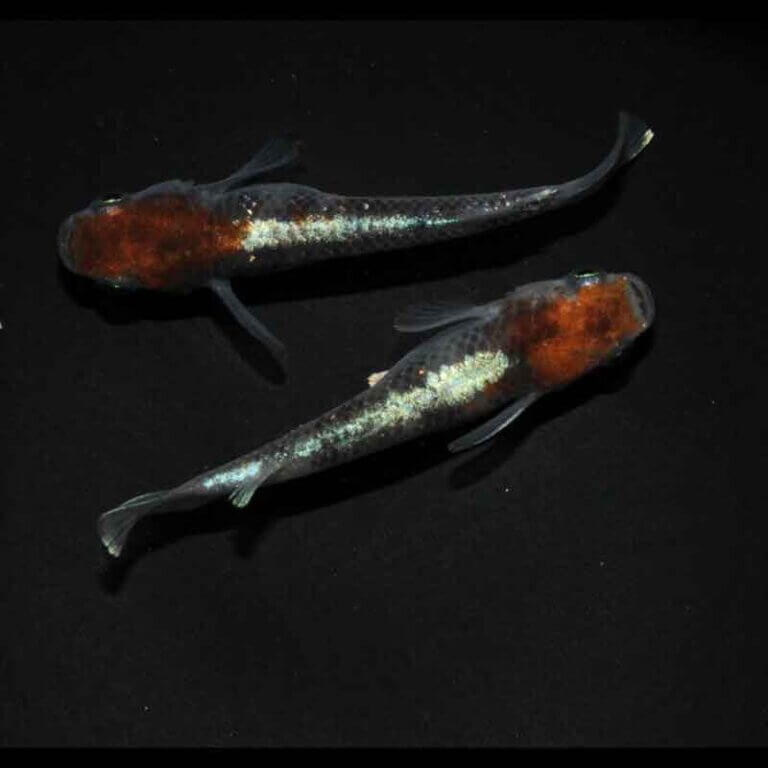 現物販売：メダカ「鏡花菊　１ペア」