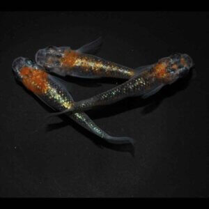 現物販売：メダカ「煌　１ペア＋１」