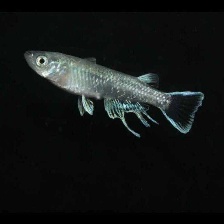 現物販売：メダカ「ブルーウィングスワロー　１ペア」