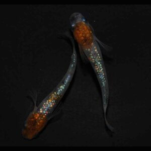 現物販売：メダカ「アース三色ヒレ長　１ペア」