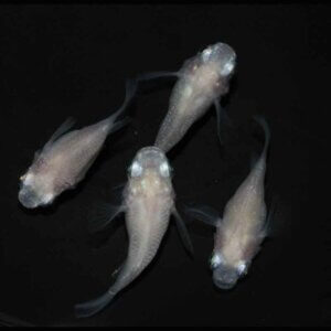 現物販売：メダカ「紅ほっぺ　半ダルマ／ダルマ　２ペア」