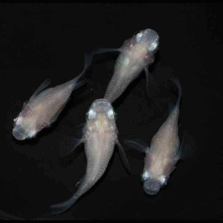 現物販売：メダカ「紅ほっぺ　半ダルマ／ダルマ　２ペア」