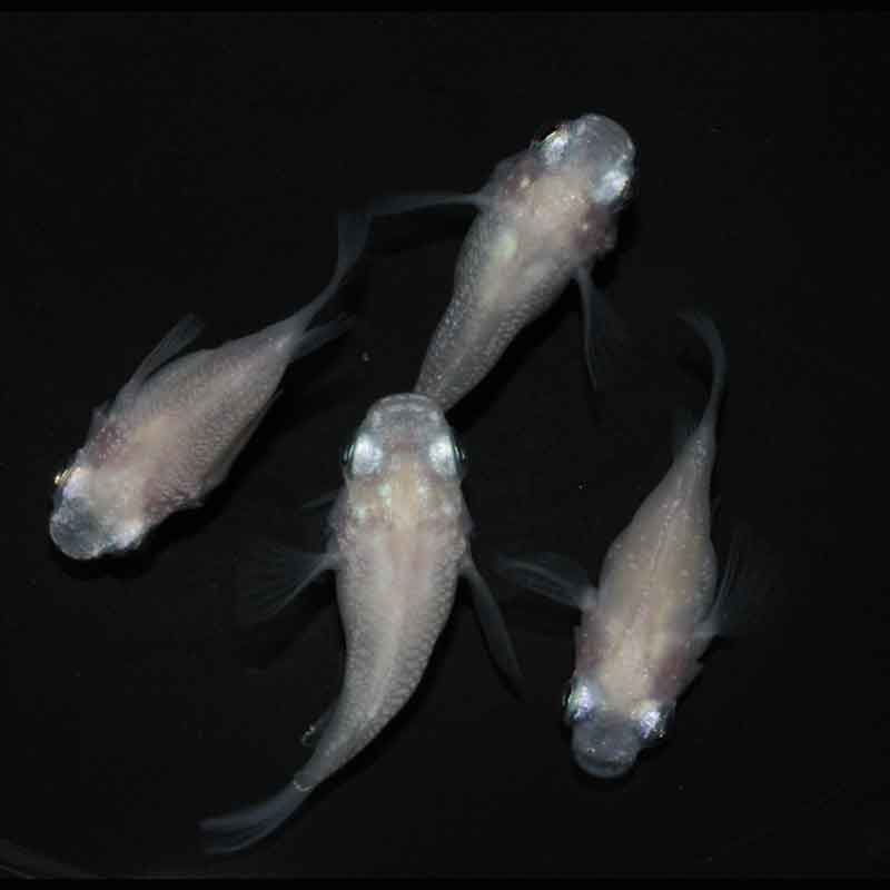 現物販売：メダカ「紅ほっぺ　半ダルマ／ダルマ　２ペア」