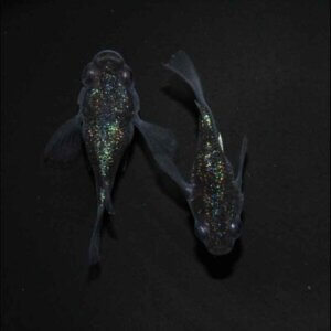 現物販売：メダカ「ロイヤルブルー　半ダルマ／ダルマ　１ペア」