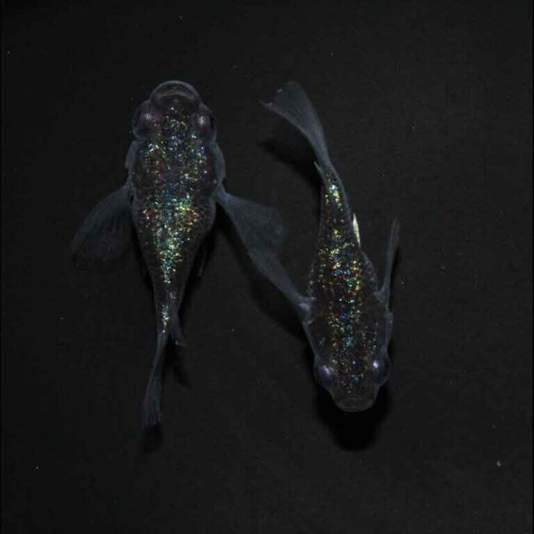 現物販売：メダカ「ロイヤルブルー　半ダルマ／ダルマ　１ペア」