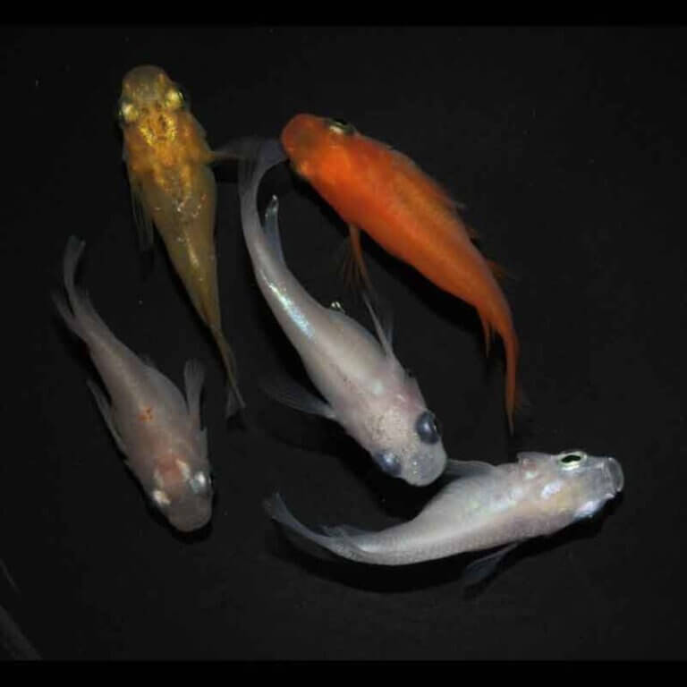 現物販売：メダカ「ミックス半ダルマ／ダルマ　５匹」