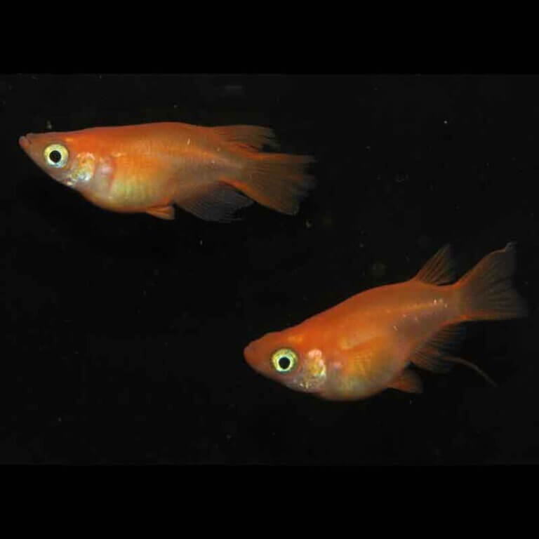 現物販売：メダカ「ふ～は～　半ダルマ／ダルマ　１ペア」