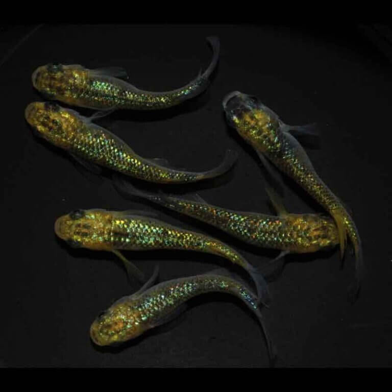 現物販売：メダカ「月の響き　３ペア」