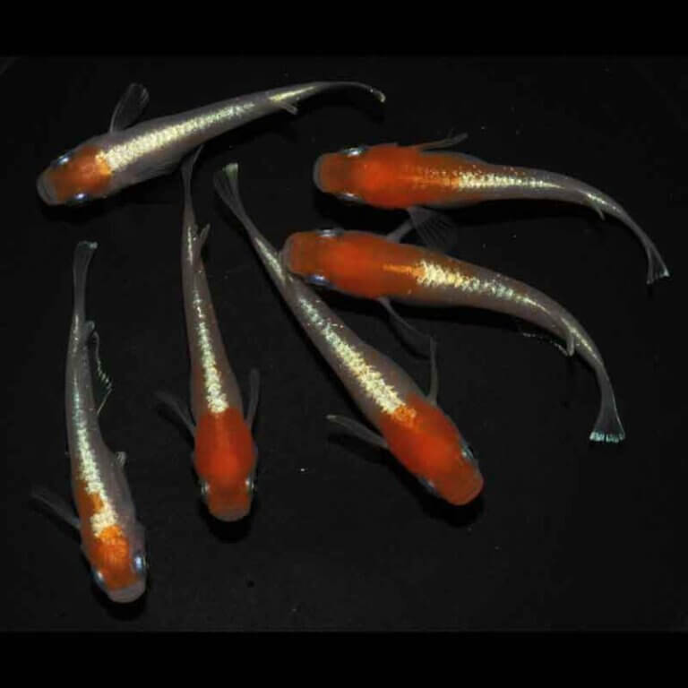 現物販売：メダカ「ダイアナ妃　３ペア」