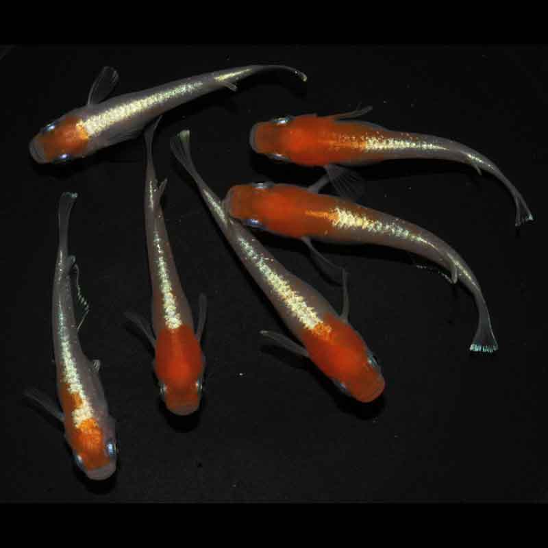 現物販売：メダカ「ダイアナ妃　３ペア」