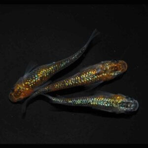 現物販売：メダカ「ユリシスAクラス　１ペア＋１」