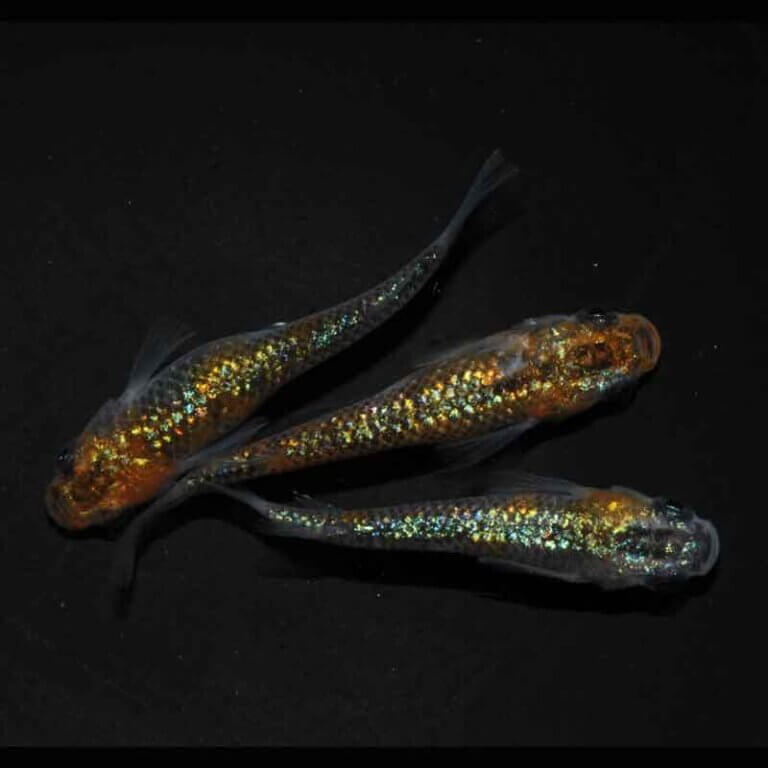 現物販売：メダカ「ユリシスAクラス　１ペア＋１」