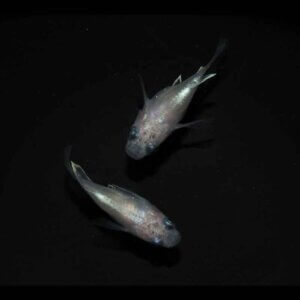 現物販売：メダカ「白幹之パンダ　半ダルマ／ダルマ　１ペア」