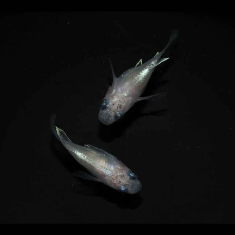 現物販売：メダカ「白幹之パンダ　半ダルマ／ダルマ　１ペア」