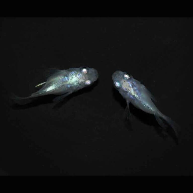 現物販売：メダカ「しずく　半ダルマ／ダルマ　１ペア」