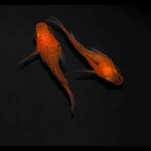 現物販売：メダカ「白幹之パンダ　半ダルマ／ダルマ　３ペア」