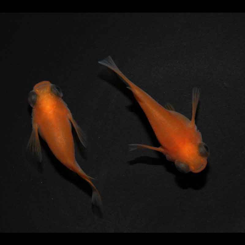 現物販売：メダカ「楊貴妃パンダ　半ダルマ／ダルマ　１ペア」