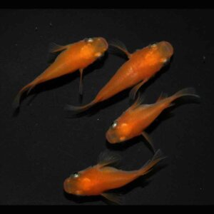 現物販売：メダカ「鬼赤楊貴妃　半ダルマ／ダルマ　２ペア」