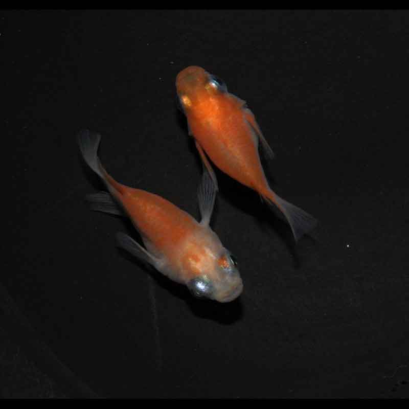 現物販売：メダカ「雲州紅白　半ダルマ／ダルマ　１ペア」