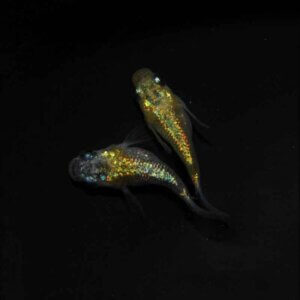 現物販売：メダカ「夜桜ゴールド　半ダルマ／ダルマ　１ペア」