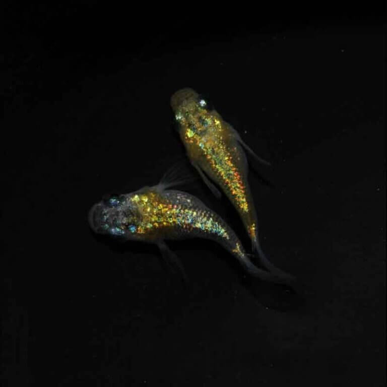 現物販売：メダカ「夜桜ゴールド　半ダルマ／ダルマ　１ペア」