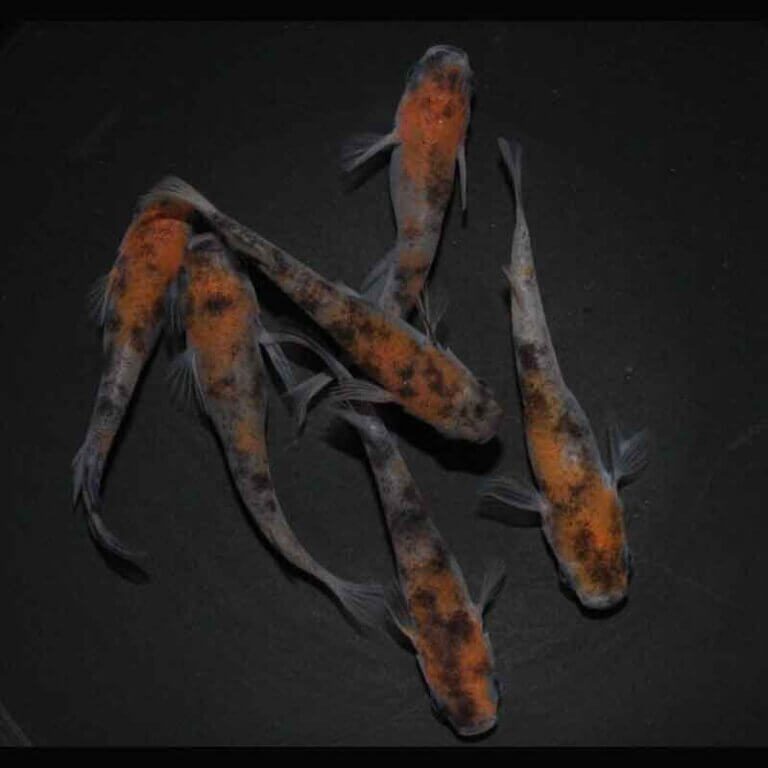 現物販売：メダカ「和墨三色　３ペア」