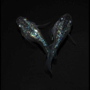 現物販売：メダカ「ロイヤルブルー　半ダルマ／ダルマ　１ペア」