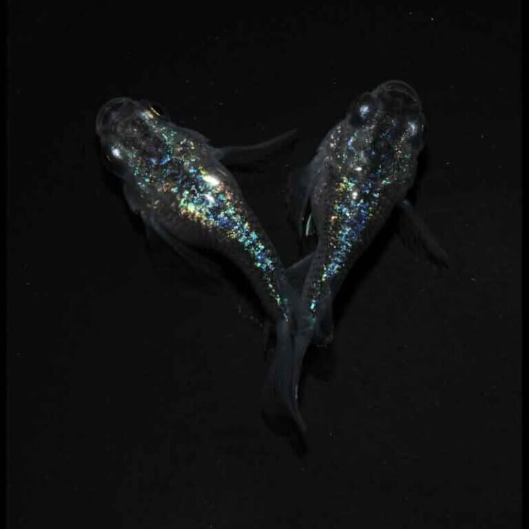 現物販売：メダカ「ロイヤルブルー　半ダルマ／ダルマ　１ペア」