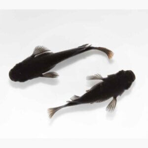 現物販売：メダカ「五式ラメ　半ダルマ／ダルマ　１ペア」