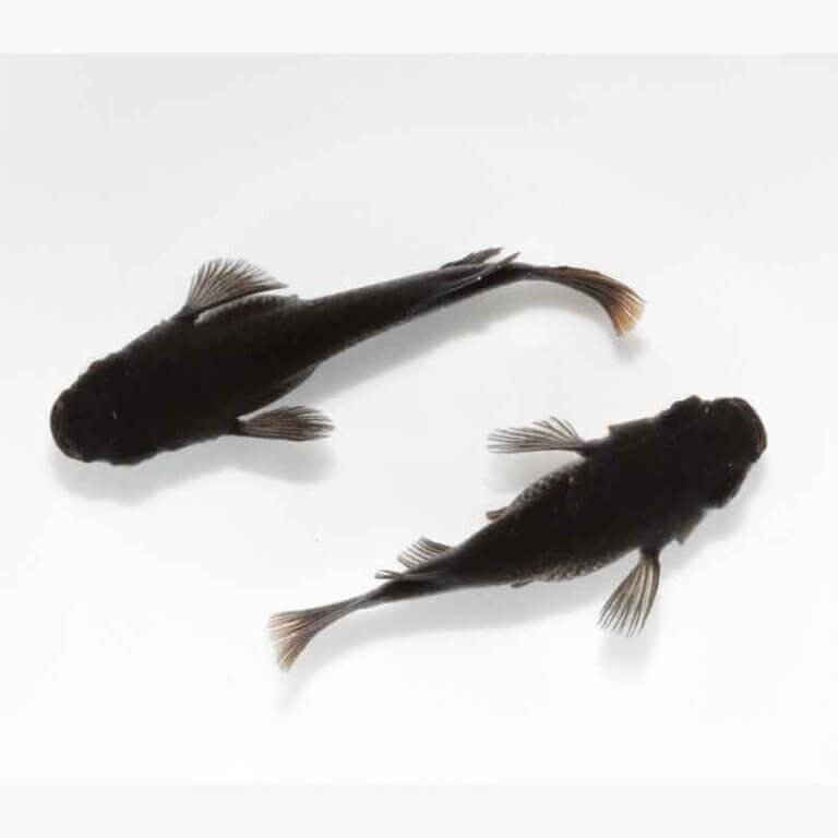 現物販売：メダカ「五式ラメ　半ダルマ／ダルマ　１ペア」