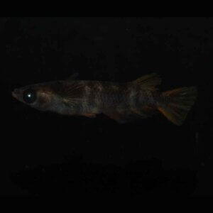 現物販売：メダカ「AW03　１ペア」