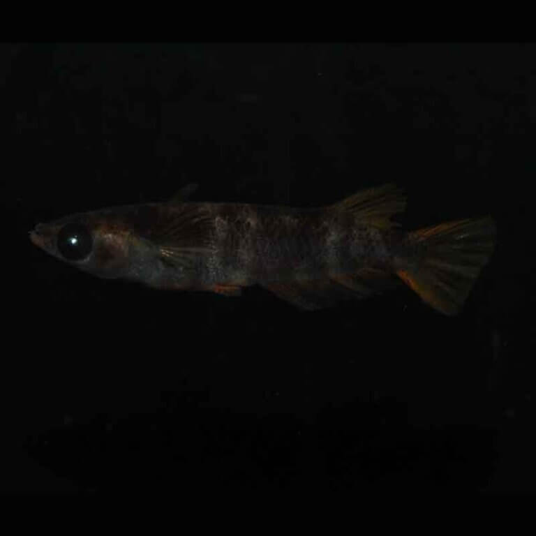 現物販売：メダカ「AW03　１ペア」