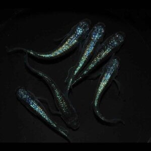 現物販売：メダカ「ネプチューンヒレ長　３ペア」