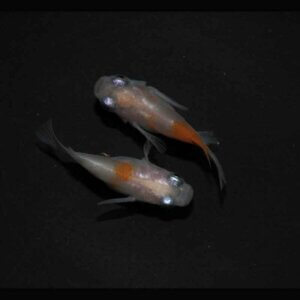 現物販売：メダカ「雲州紅白　半ダルマ／ダルマ　１ペア」