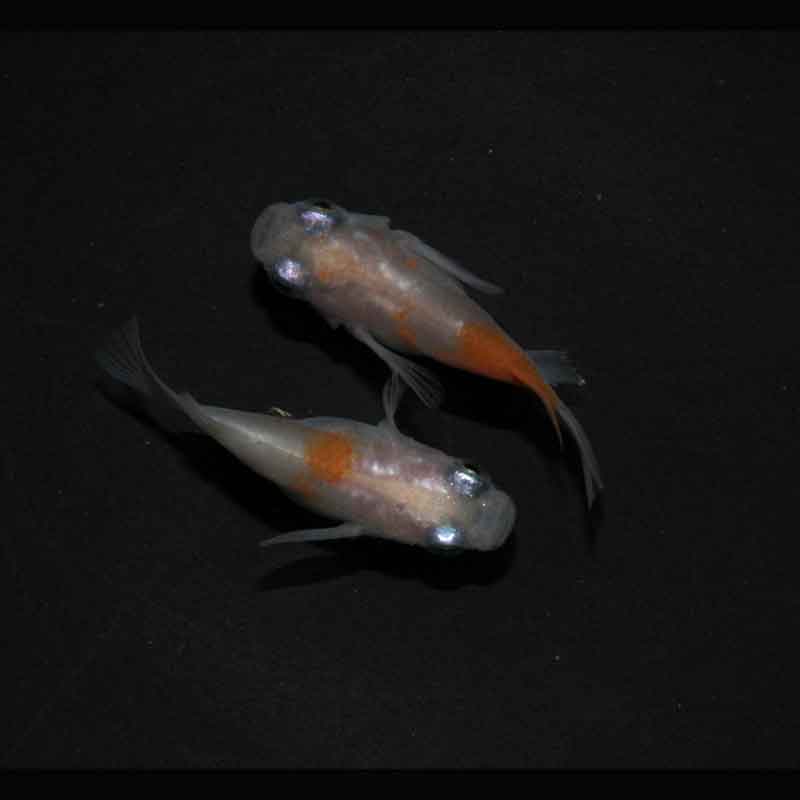 現物販売：メダカ「雲州紅白　半ダルマ／ダルマ　１ペア」