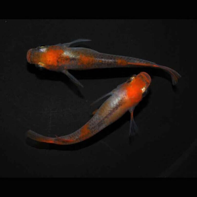 現物販売：メダカ「来光　１ペア」