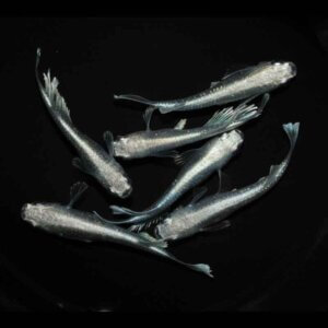 現物販売：メダカ「うなとろレーヴ　３ペア」