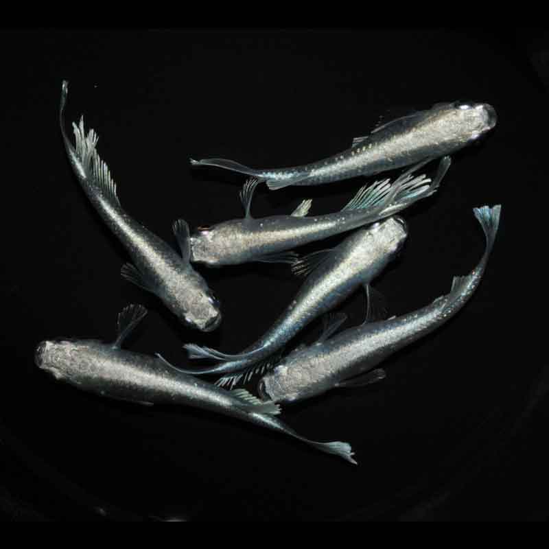 現物販売：メダカ「うなとろレーヴ　３ペア」