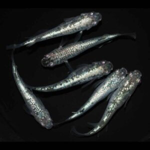 現物販売：メダカ「レックウザ　３ペア」