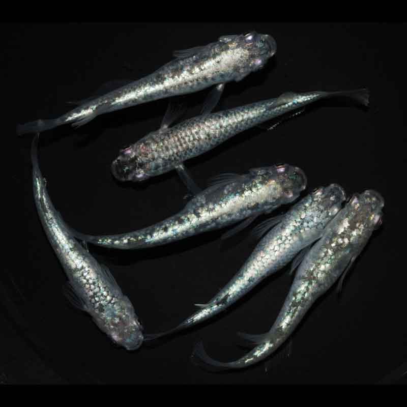 現物販売：メダカ「レックウザ　３ペア」