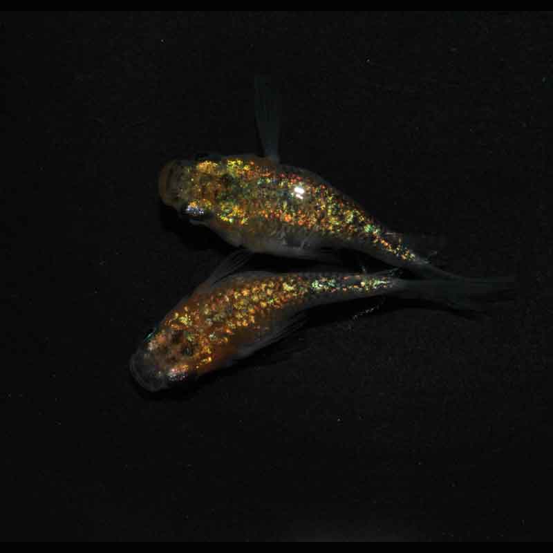 現物販売：メダカ「紅薊　半ダルマ／ダルマ　１ペア」