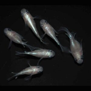 現物販売：メダカ「白幹之パンダ　半ダルマ／ダルマ　３ペア」