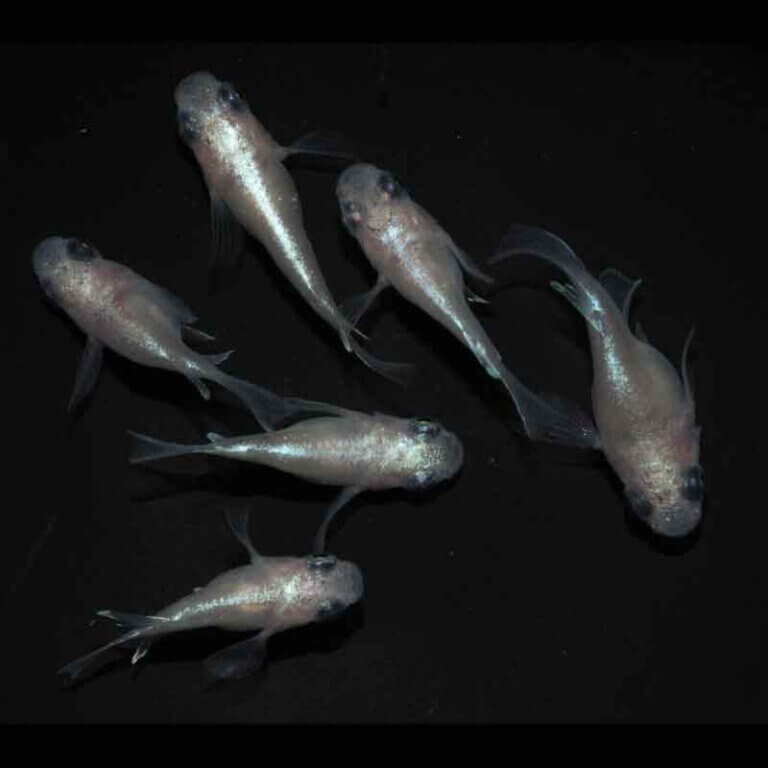 現物販売：メダカ「白幹之パンダ　半ダルマ／ダルマ　３ペア」