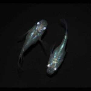 現物販売：メダカ「サンシャイン　半ダルマ／ダルマ　１ペア」