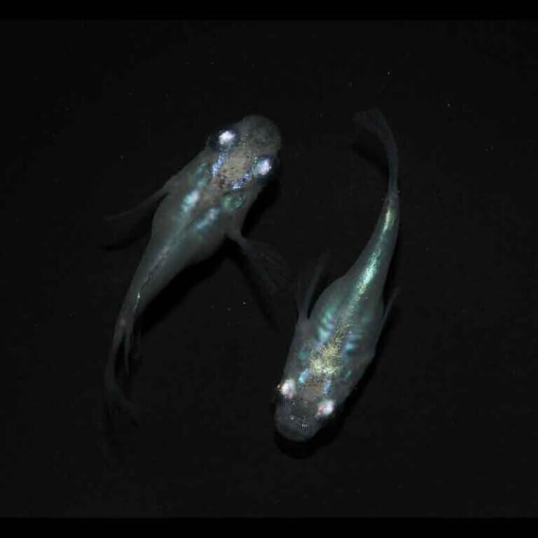 現物販売：メダカ「サンシャイン　半ダルマ／ダルマ　１ペア」