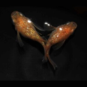 現物販売：メダカ「サンシャイン　半ダルマ／ダルマ　１ペア」