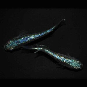 現物販売：メダカ「極上　ネプチューン　１ペア」